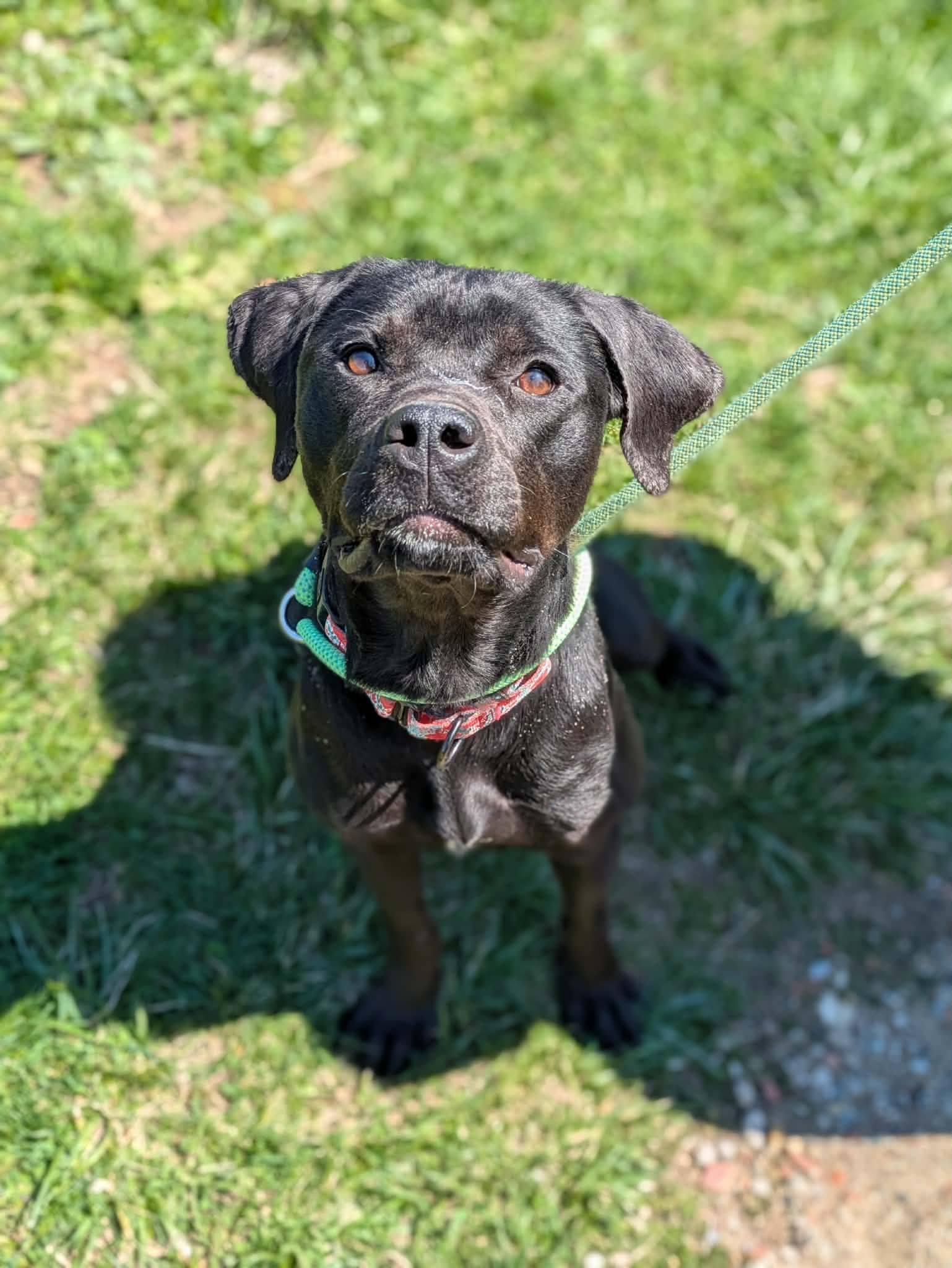 Enlarge Kennedy, an adopted mixed breed in Cleveland, OH image 1/6