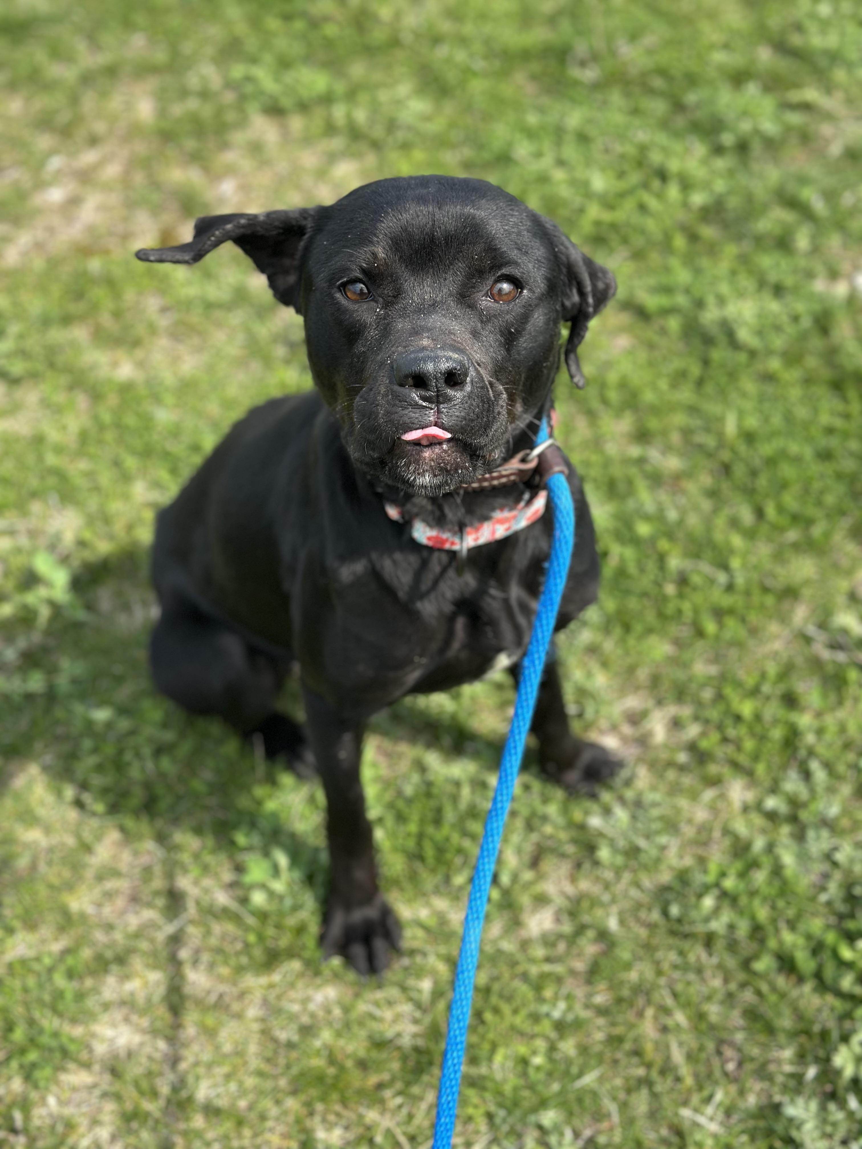 Enlarge Kennedy, an adopted mixed breed in Cleveland, OH image 3/6