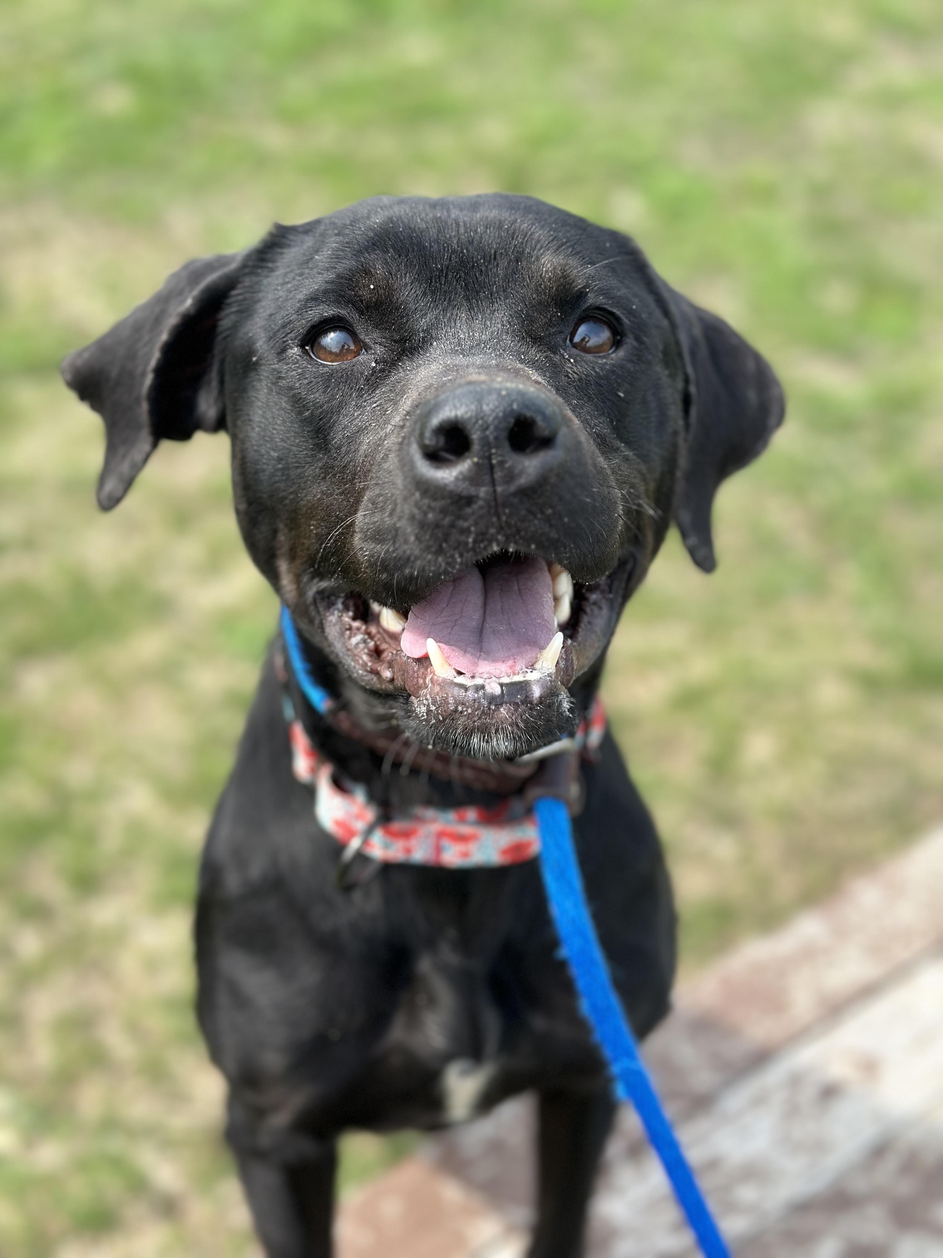 Enlarge Kennedy, an adopted mixed breed in Cleveland, OH image 6/6