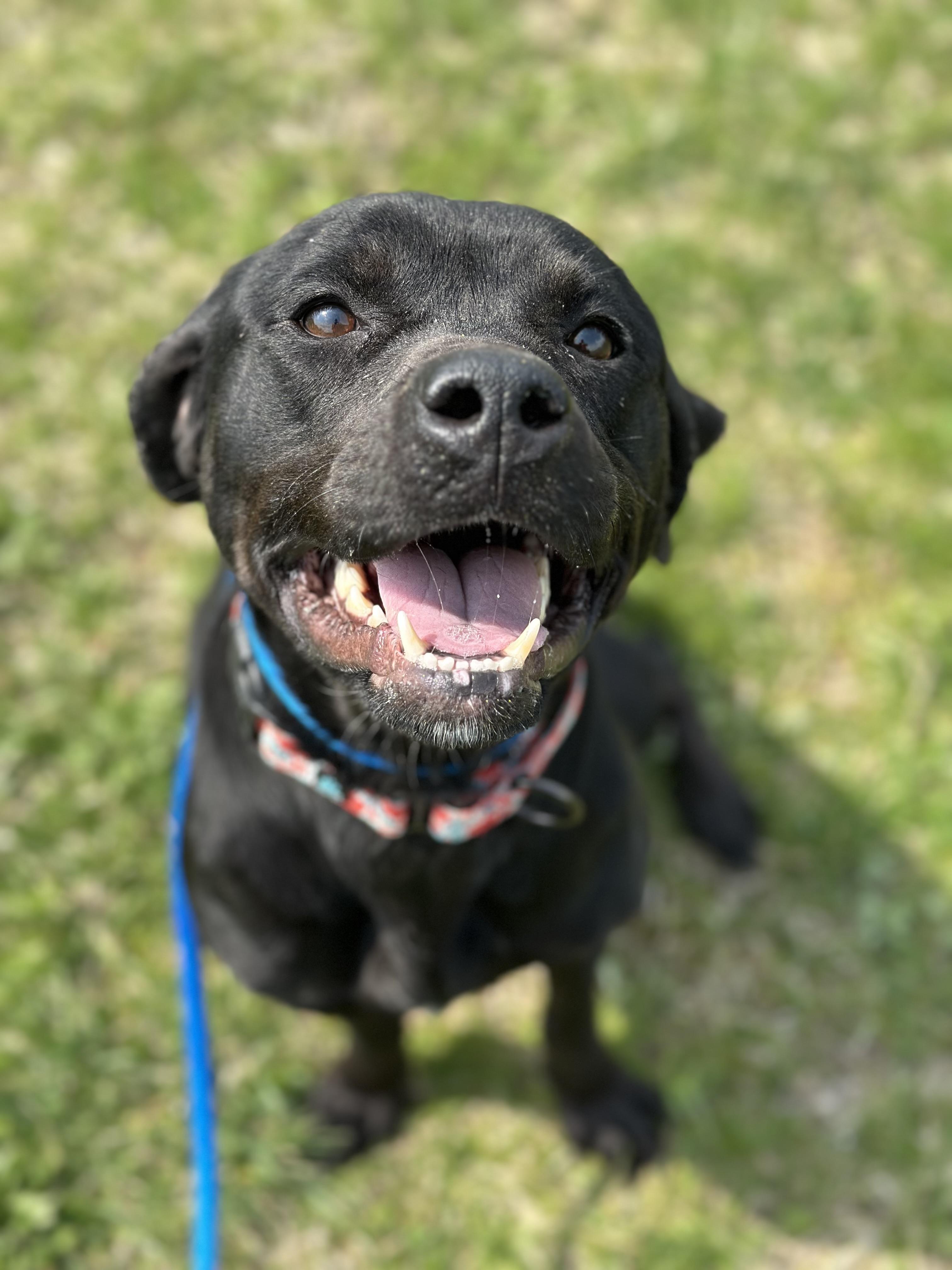 Enlarge Kennedy, an adopted mixed breed in Cleveland, OH image 2/6