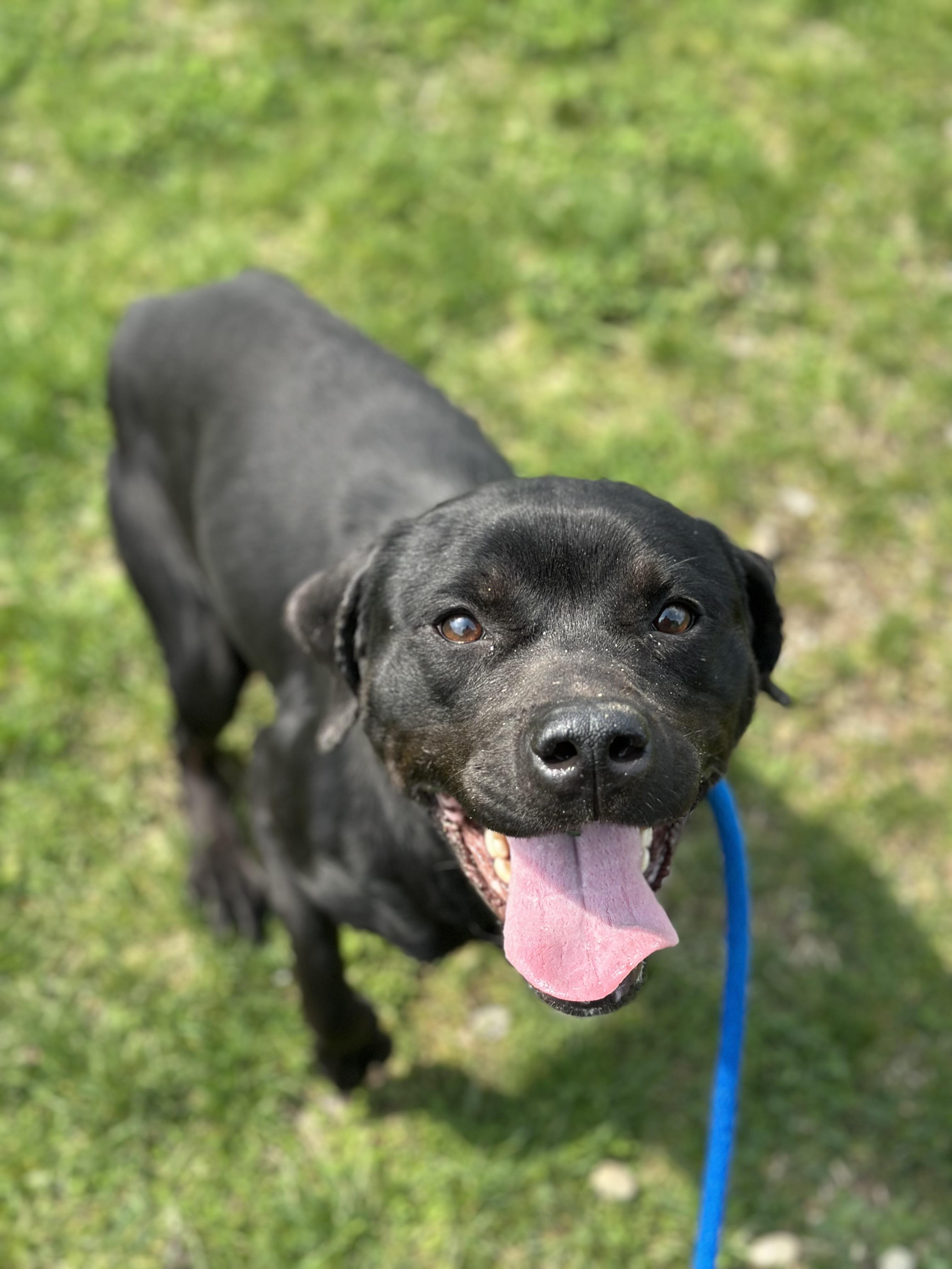 Enlarge Kennedy, an adopted mixed breed in Cleveland, OH image 4/6