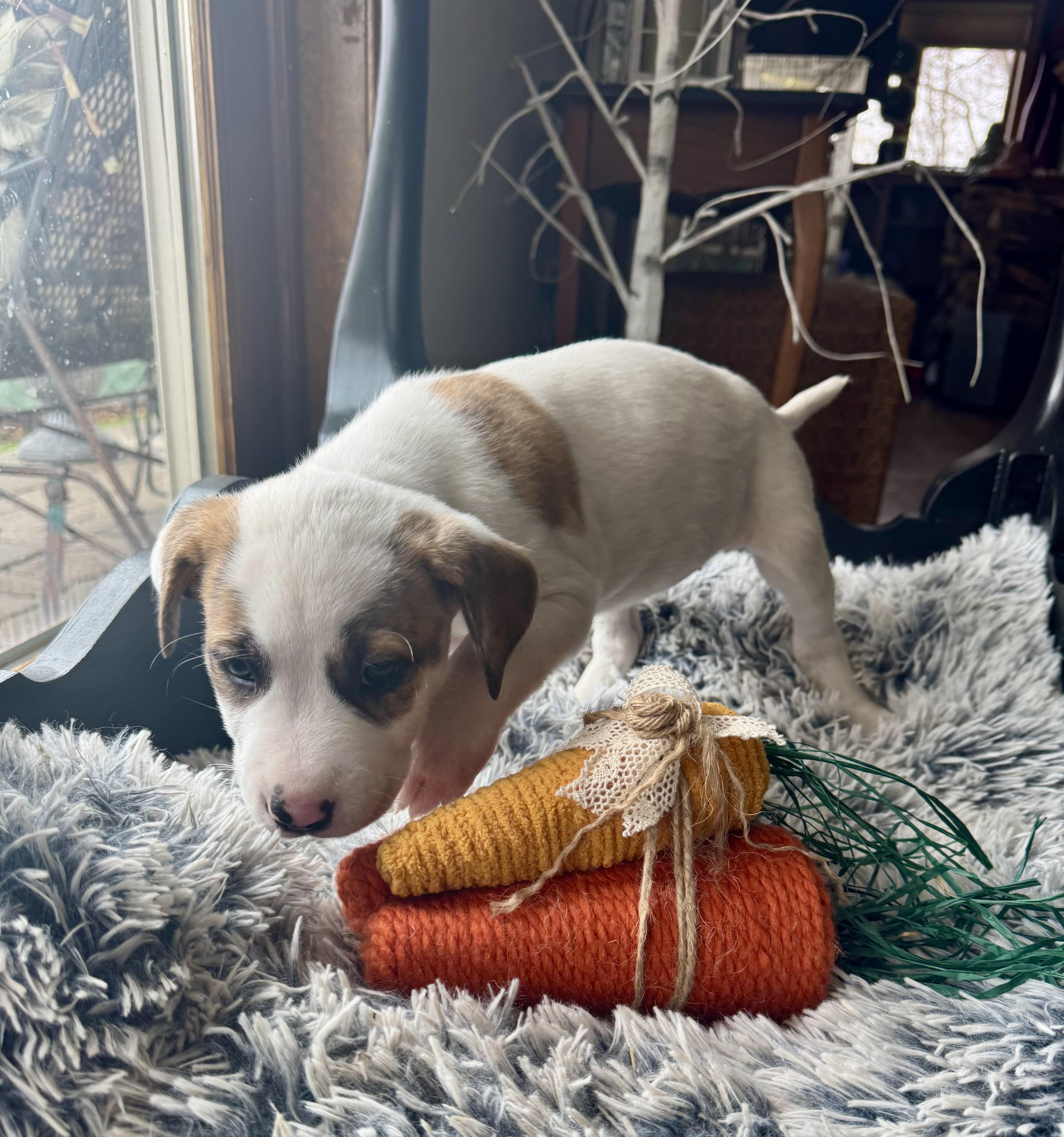 Enlarge Mercedes , a ADOPTABLE mixed breed in North Freedom, WI image 1/2