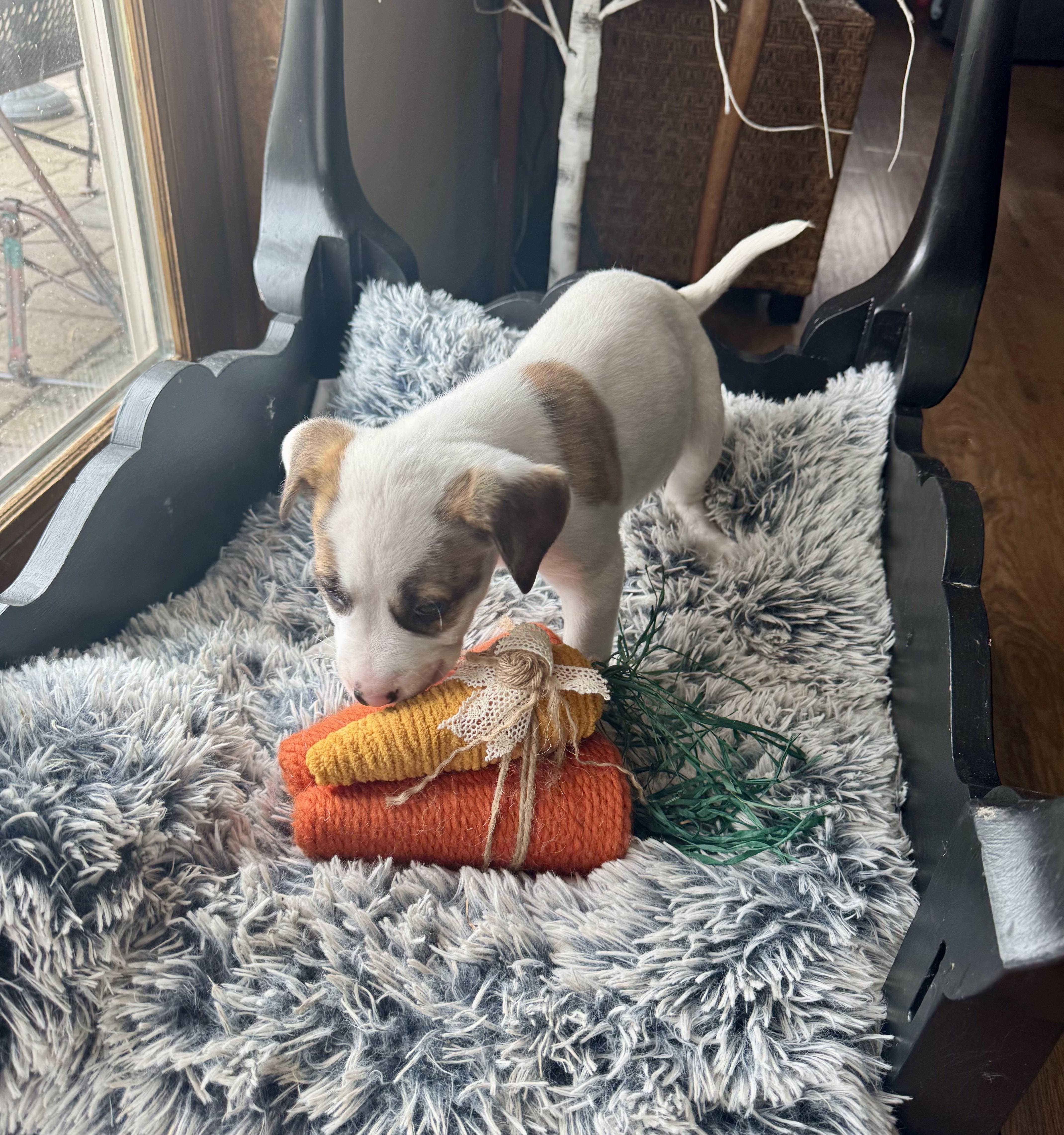 Enlarge Mercedes , a ADOPTABLE mixed breed in North Freedom, WI image 2/2