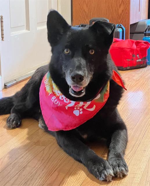 RAPIDASH, Adoptable, Adult Male German Shepherd Dog & Mixed Breed.