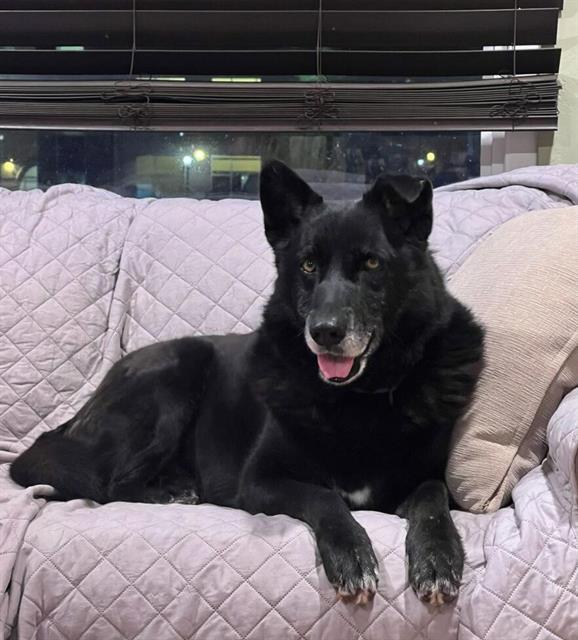 RAPIDASH, Adoptable, Adult Male German Shepherd Dog & Mixed Breed.