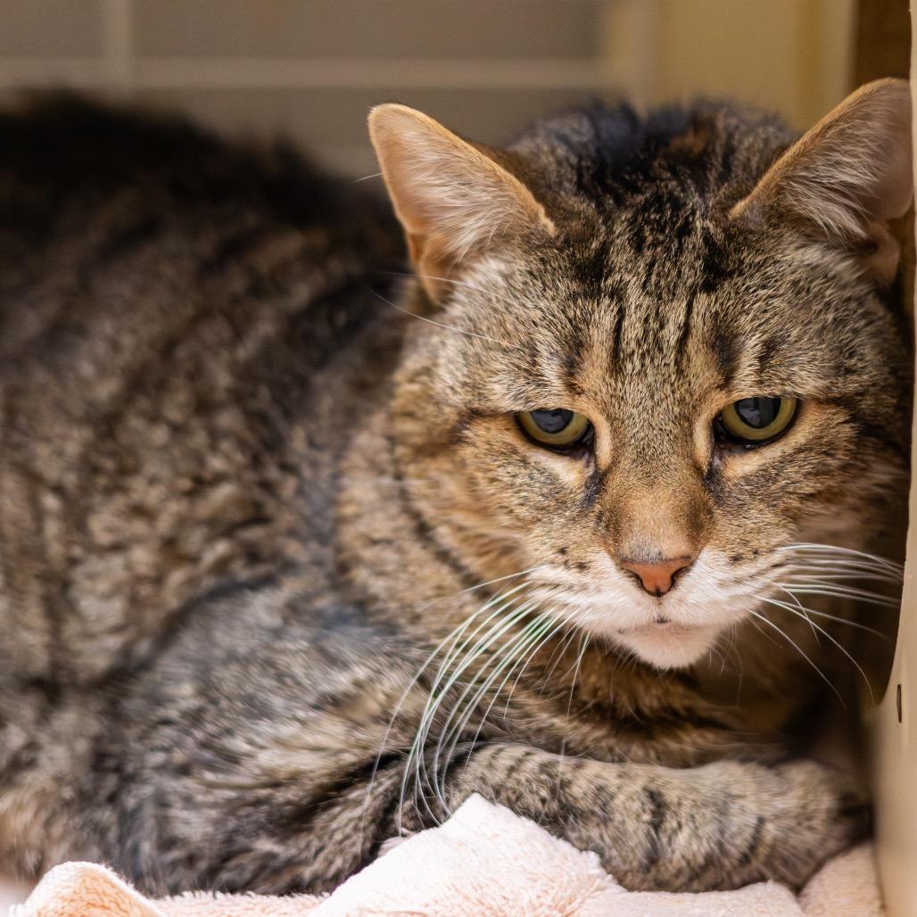 Enlarge Mally, a Adoptable Domestic Short Hair in Newark, DE image 1/6