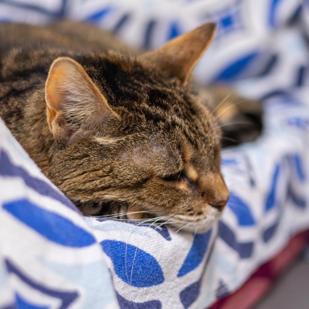 Enlarge Mally, a Adoptable Domestic Short Hair in Newark, DE image 2/6