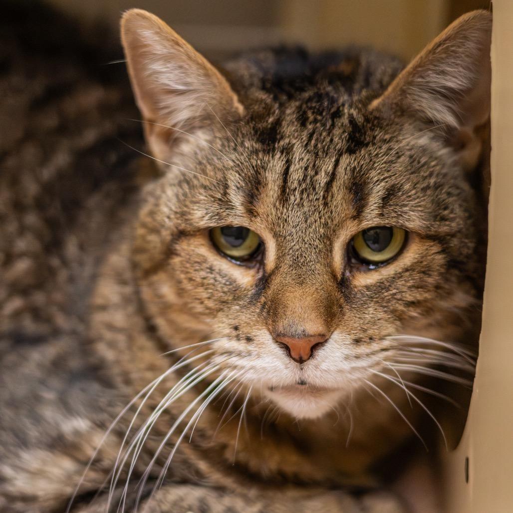 Enlarge Mally, a Adoptable Domestic Short Hair in Newark, DE image 3/6