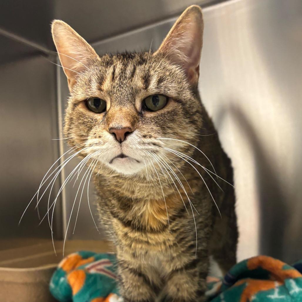 Enlarge Mally, a Adoptable Domestic Short Hair in Newark, DE image 4/6