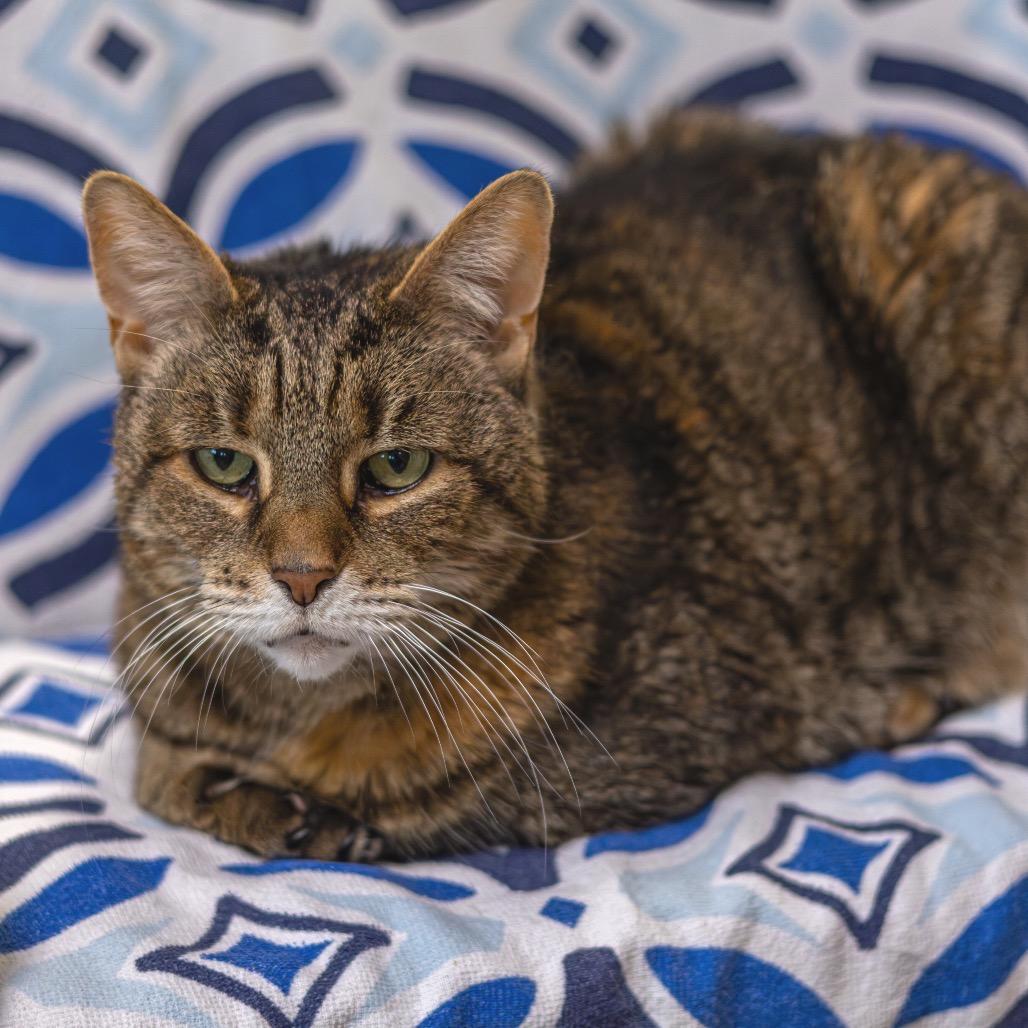 Enlarge Mally, a Adoptable Domestic Short Hair in Newark, DE image 5/6