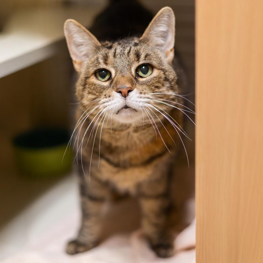 Enlarge Mally, a Adoptable Domestic Short Hair in Newark, DE image 6/6