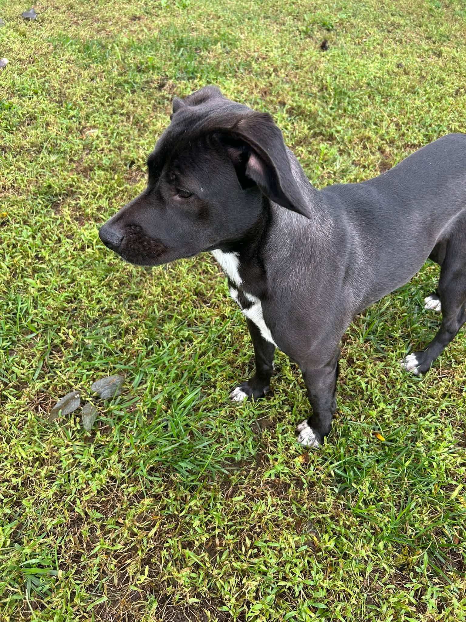 Enlarge Tucker, a Adoptable Mixed Breed in Seward, NE image 1/5