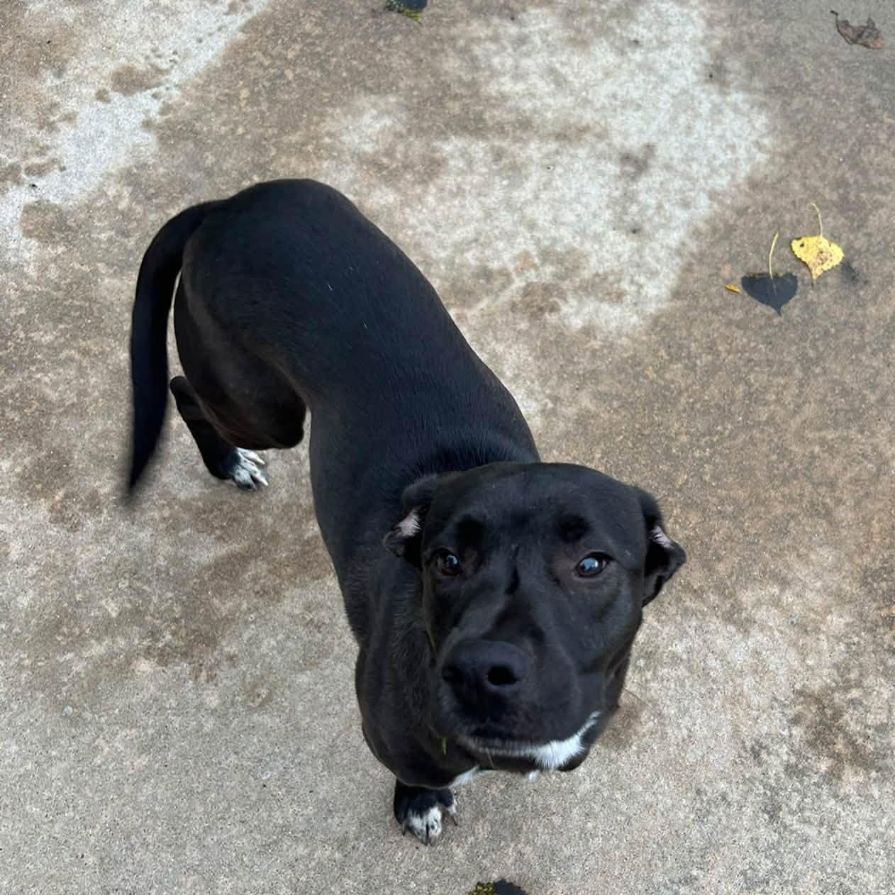 Enlarge Tucker, a Adoptable Mixed Breed in Seward, NE image 5/5