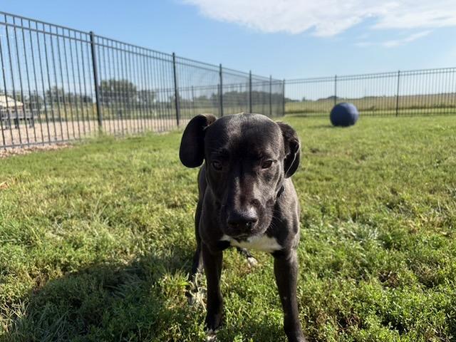 Enlarge Tucker, a Adoptable Mixed Breed in Seward, NE image 3/5