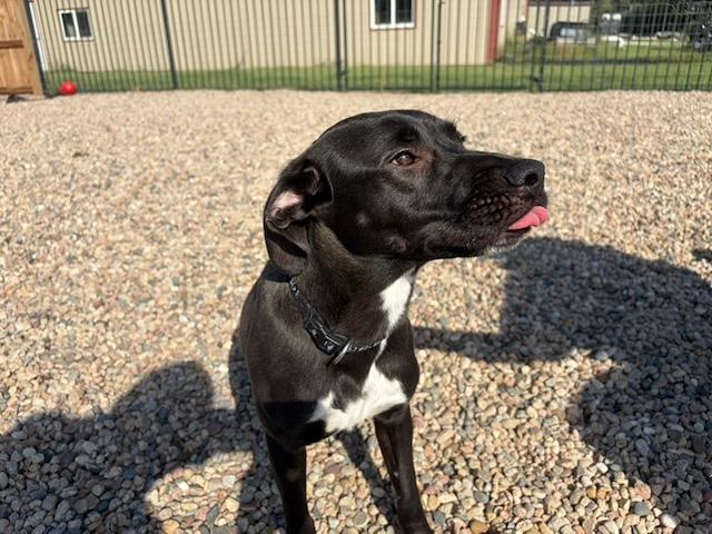 Enlarge Tucker, a Adoptable Mixed Breed in Seward, NE image 4/5