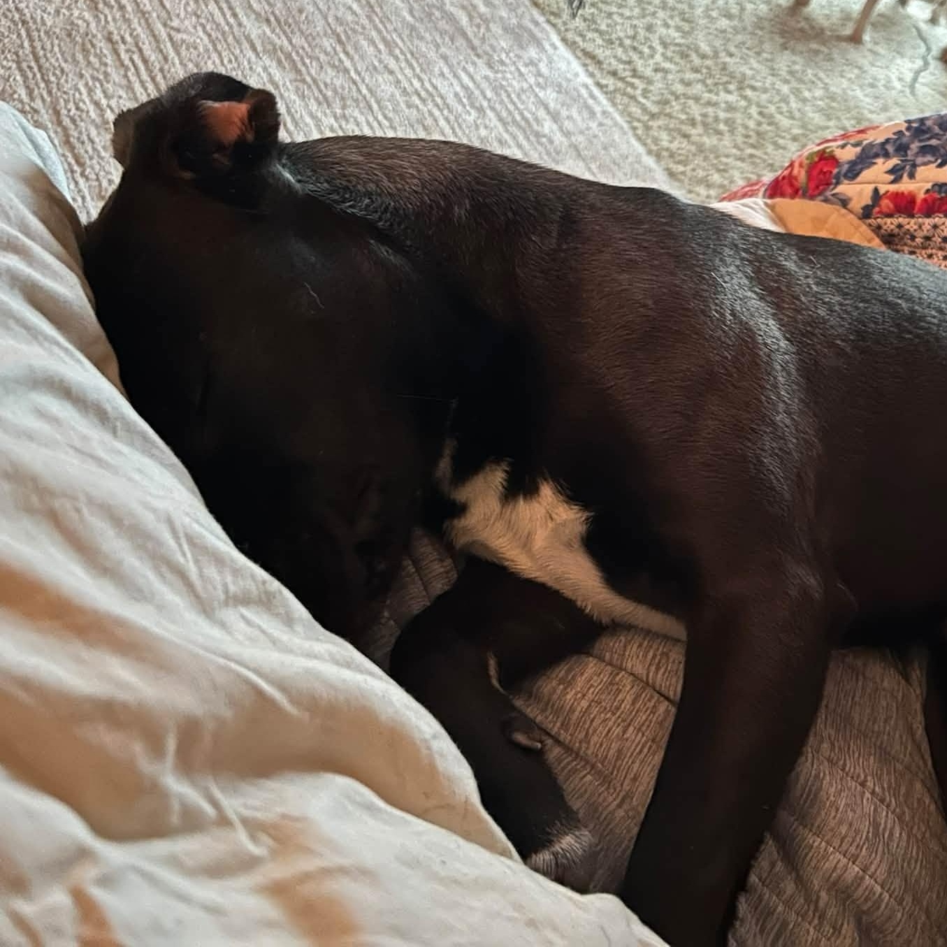 Enlarge Tucker, a Adoptable Mixed Breed in Seward, NE image 2/5