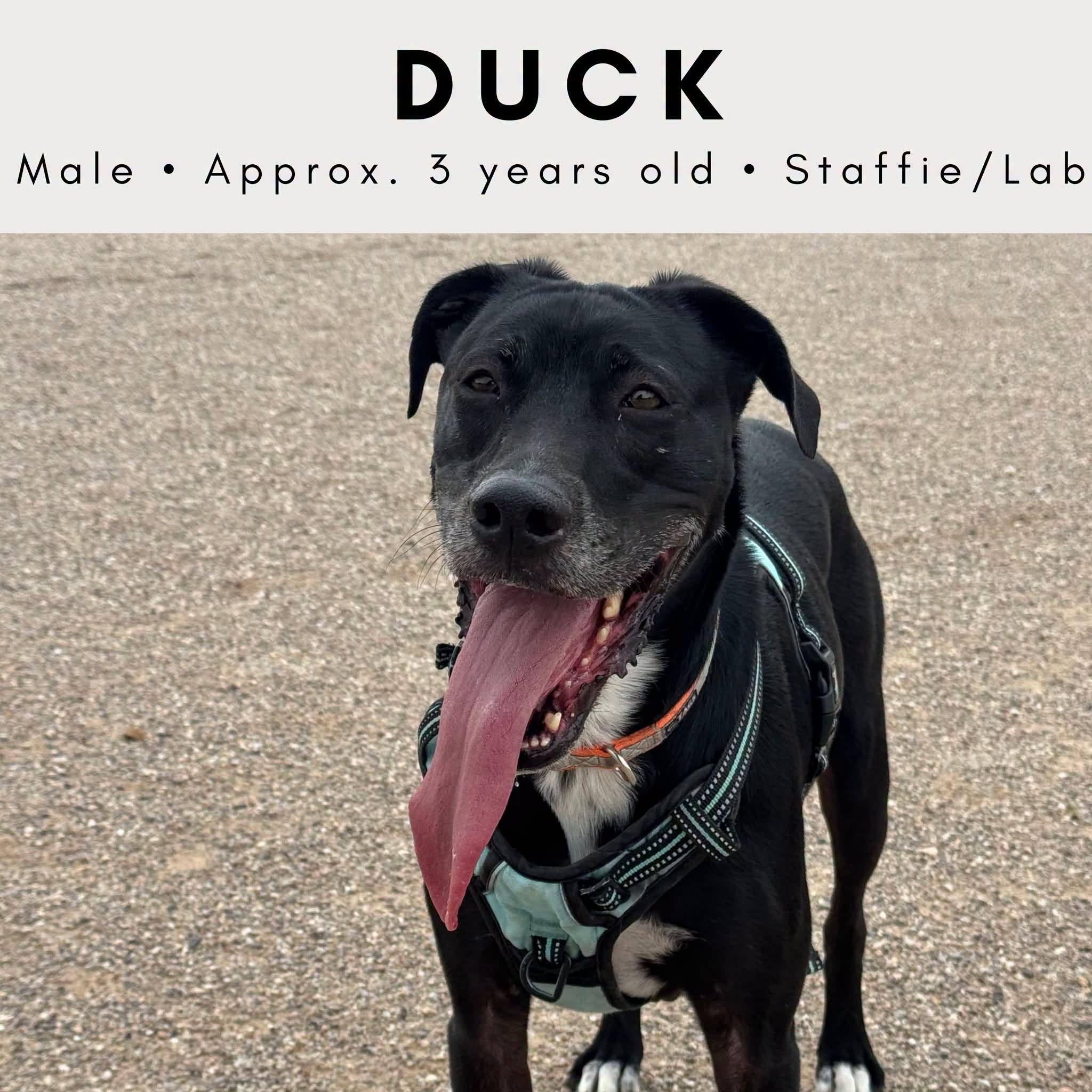 Enlarge Duck, a Adoptable mixed breed in Tucson, AZ image 1/1