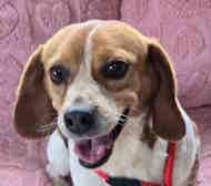 Enlarge Dodger, an adoptable Beagle in Atco, NJ image 1/1