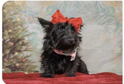 Olivia , ADOPTABLE, Young Female Scottish Terrier.