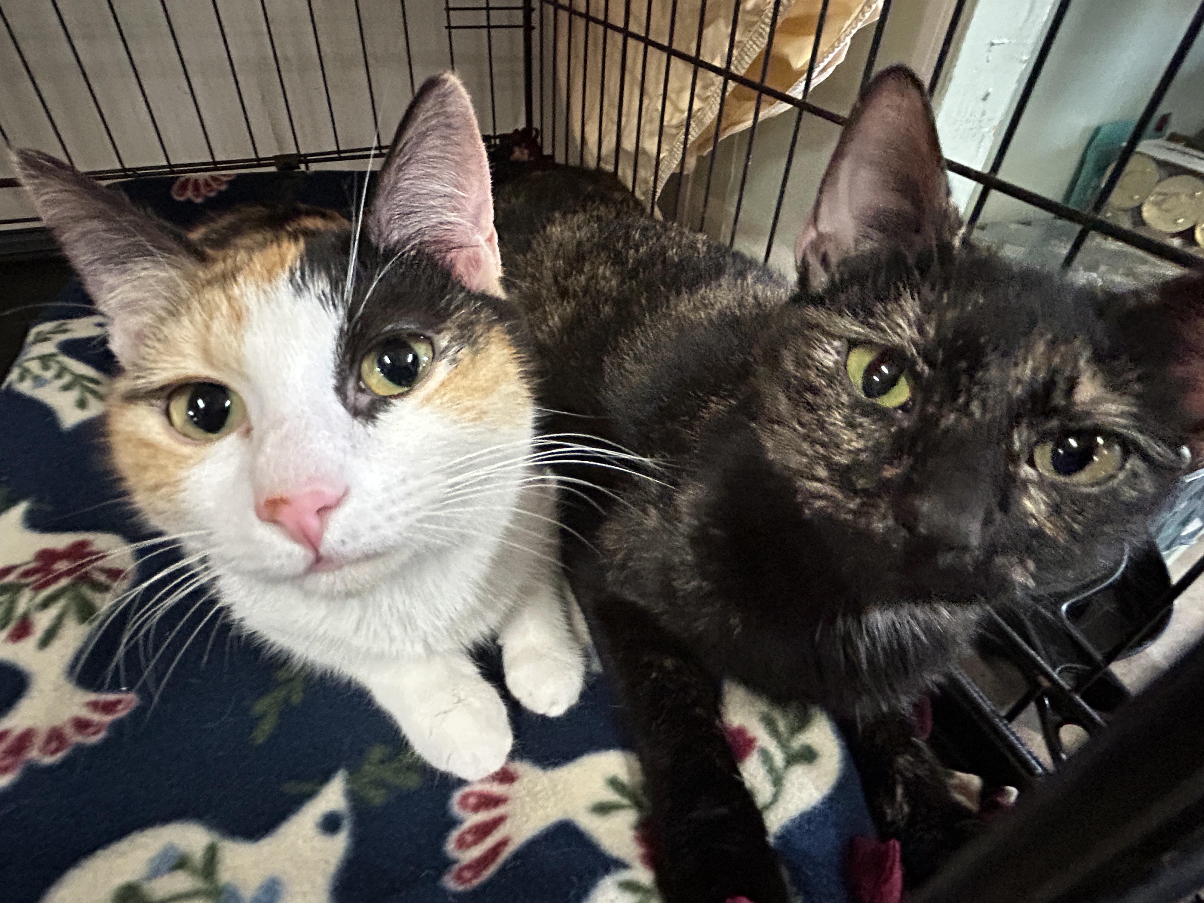 Enlarge Chloe, a Adoptable Calico in Marble Falls, TX image 6/6