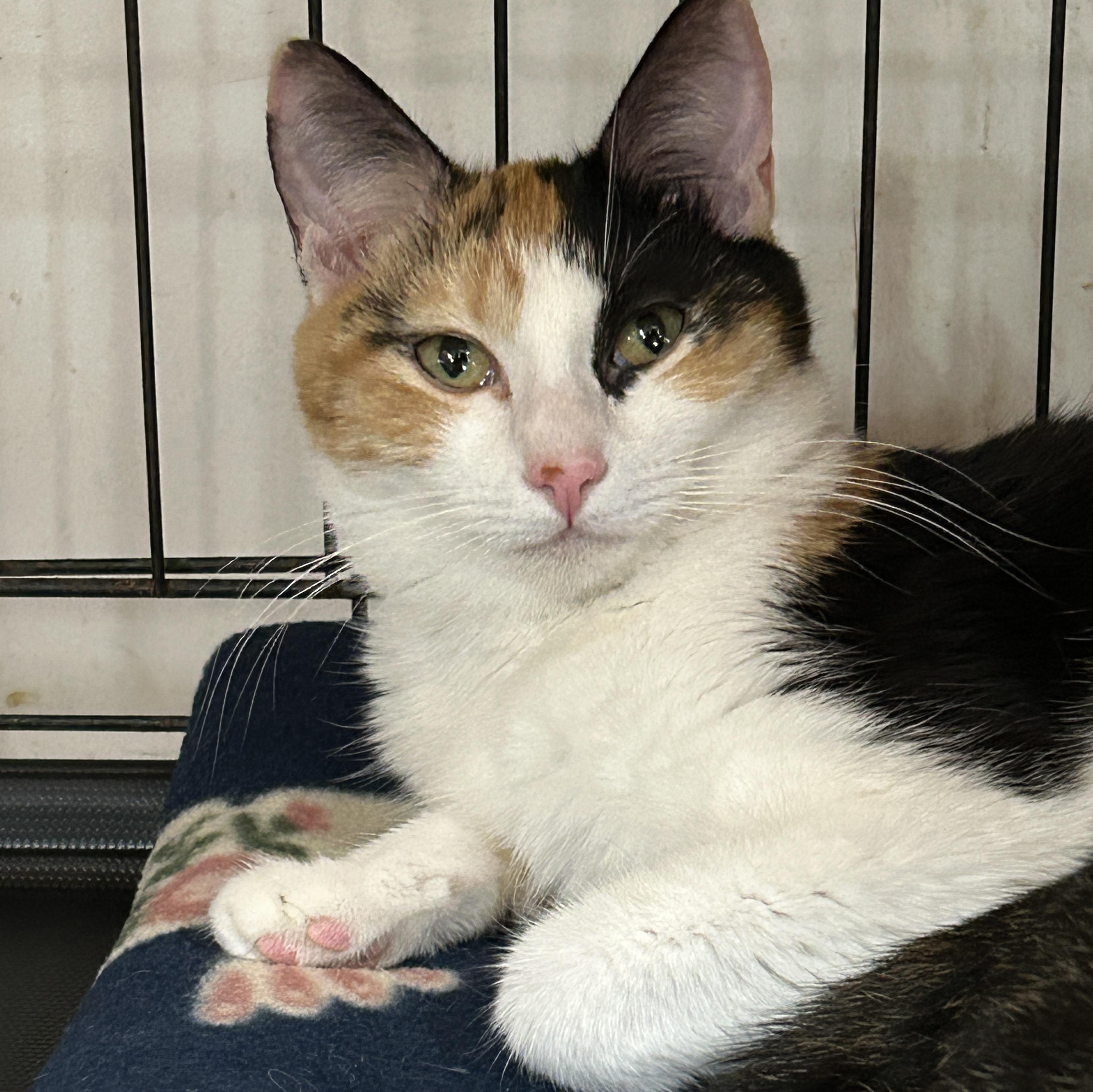 Enlarge Chloe, a Adoptable Calico in Marble Falls, TX image 3/6