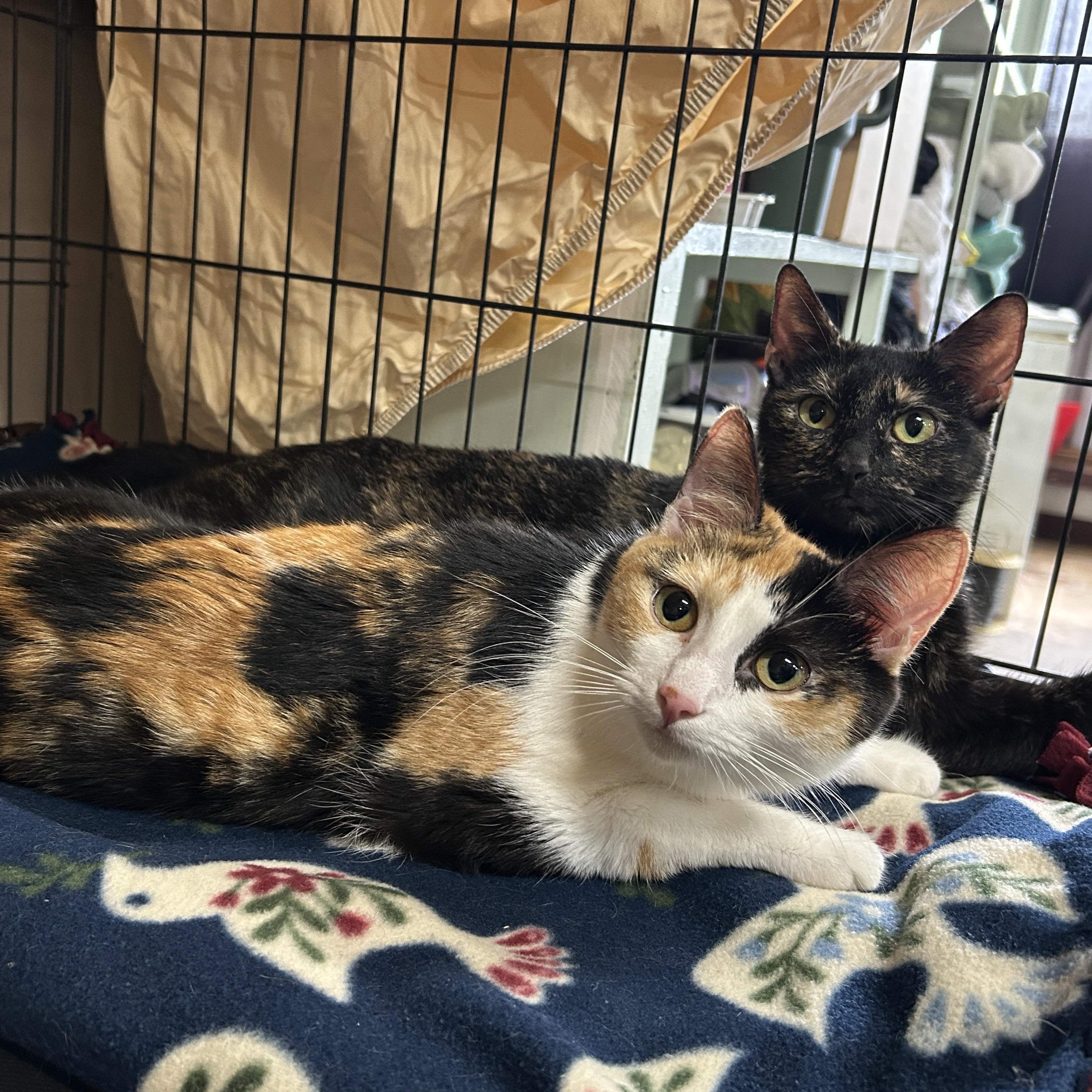 Enlarge Chloe, a Adoptable Calico in Marble Falls, TX image 5/6