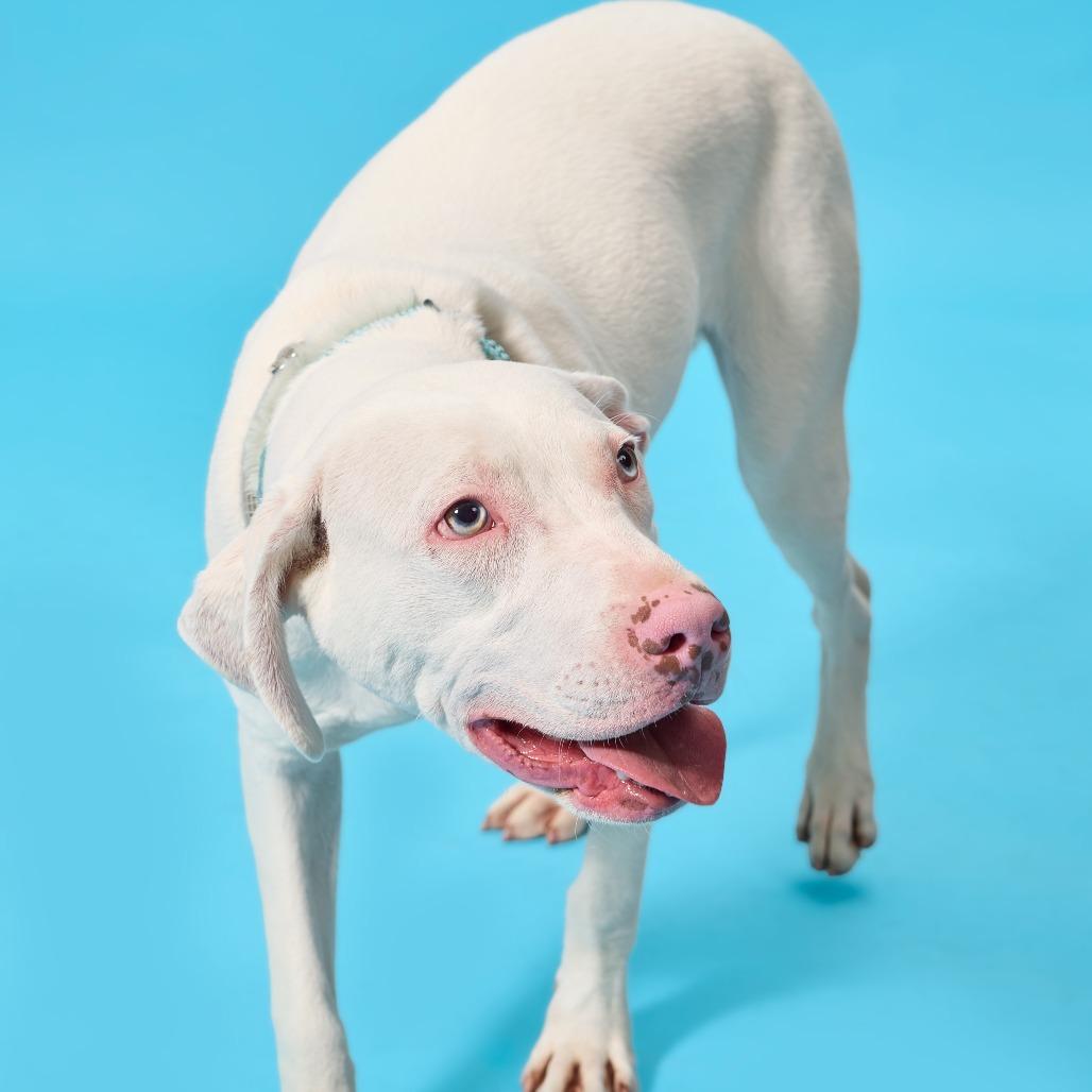 Enlarge Winky, a Adoptable Mixed Breed in Cincinnati, OH image 1/5