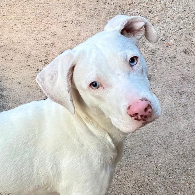 Winky, Adoptable, Young Male Mixed Breed.