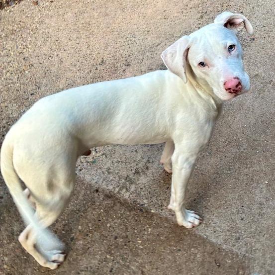 Enlarge Winky, a Adoptable Mixed Breed in Cincinnati, OH image 2/2