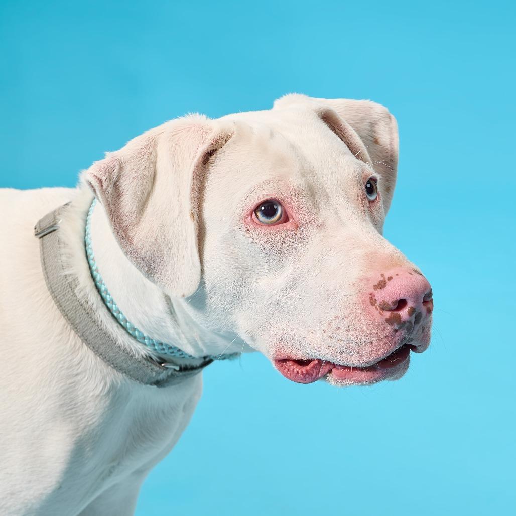 Enlarge Winky, a Adoptable Mixed Breed in Cincinnati, OH image 4/5