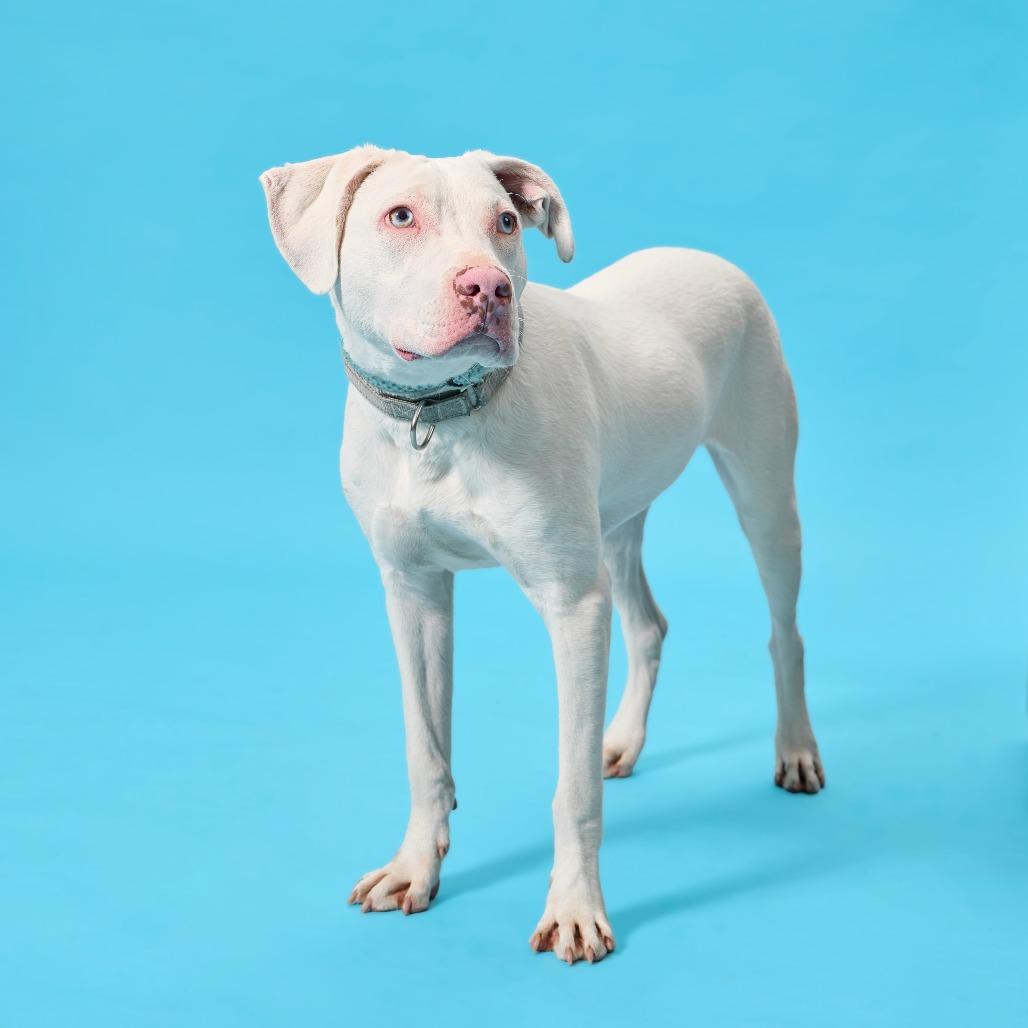 Enlarge Winky, a Adoptable Mixed Breed in Cincinnati, OH image 5/5
