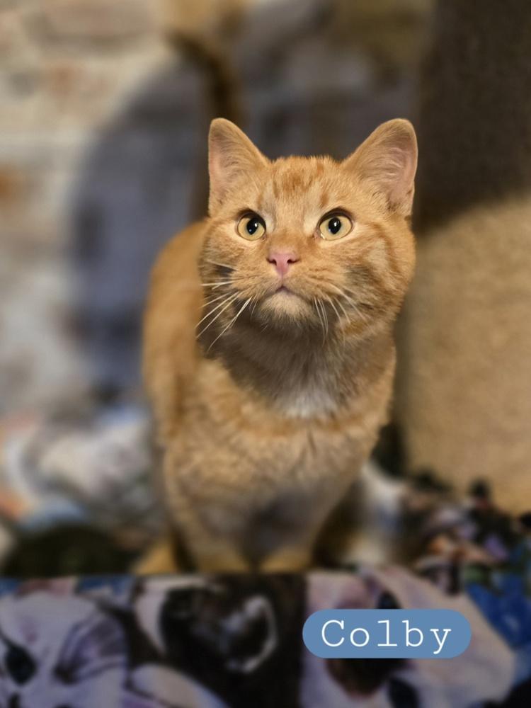 Enlarge Colby       (GFRCC), a Adoptable Domestic Short Hair in Metamora, IL image 1/1