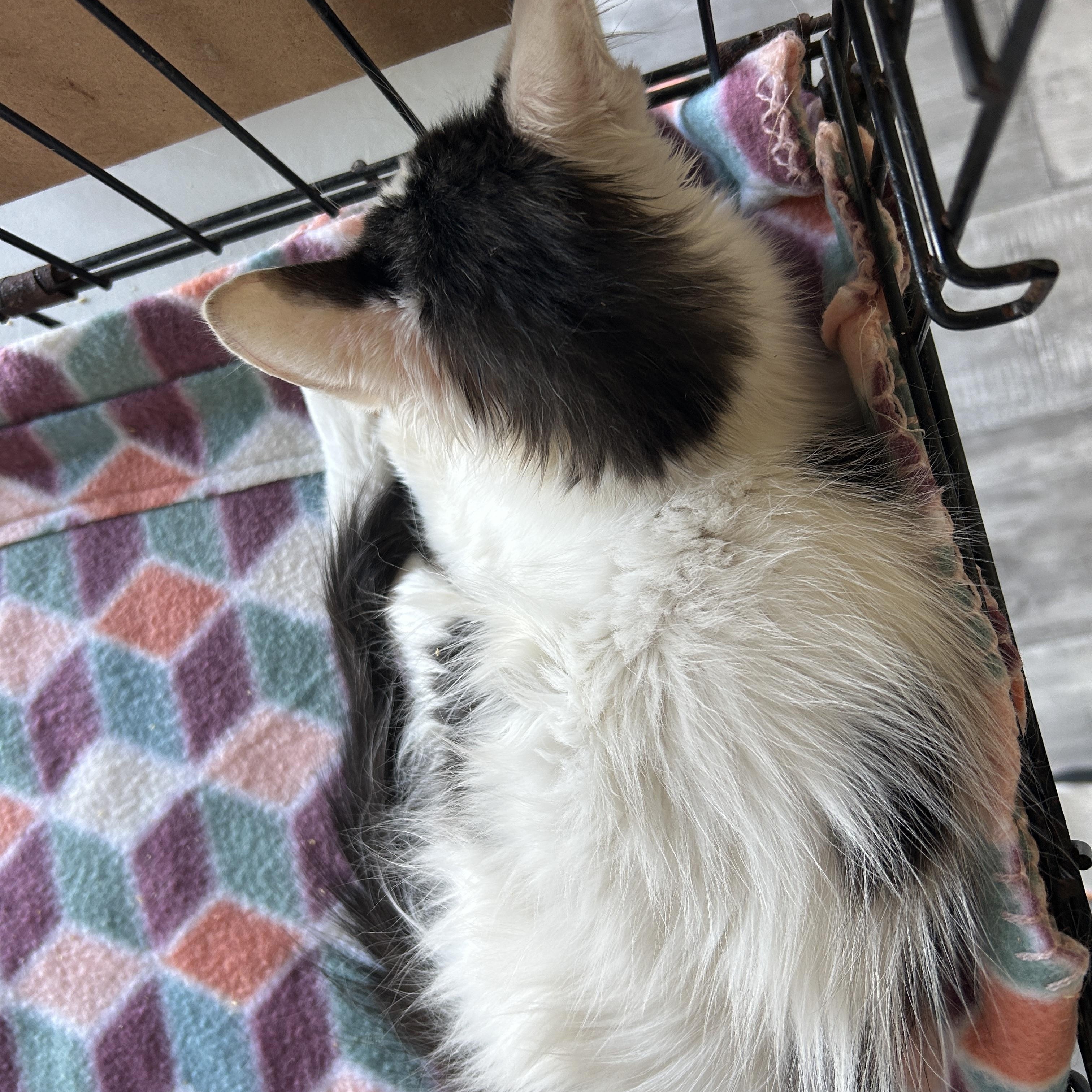 Enlarge Radar, an adopted Domestic Medium Hair in Marble Falls, TX image 2/2