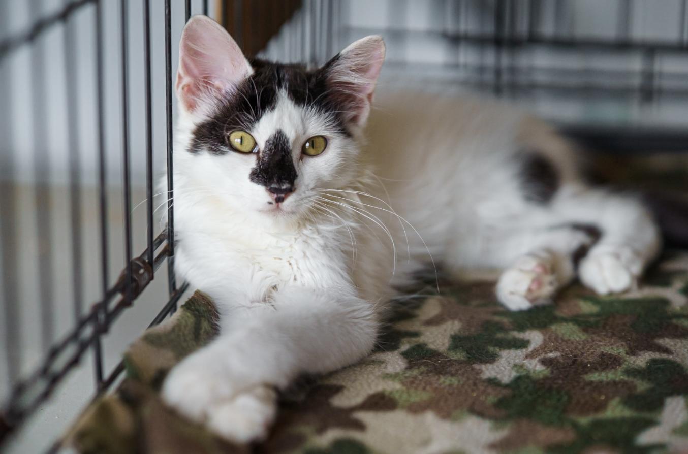 Radar, adopted, Kitten Male Domestic Medium Hair.