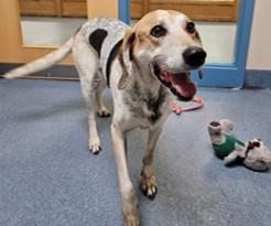 Mr. Sniffles, Adoptable, Senior Male Hound.