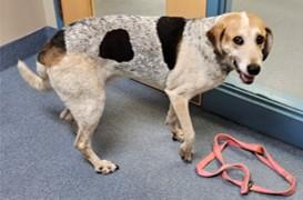 Enlarge Mr. Sniffles, a Adoptable Hound in Suffolk, VA image 2/2