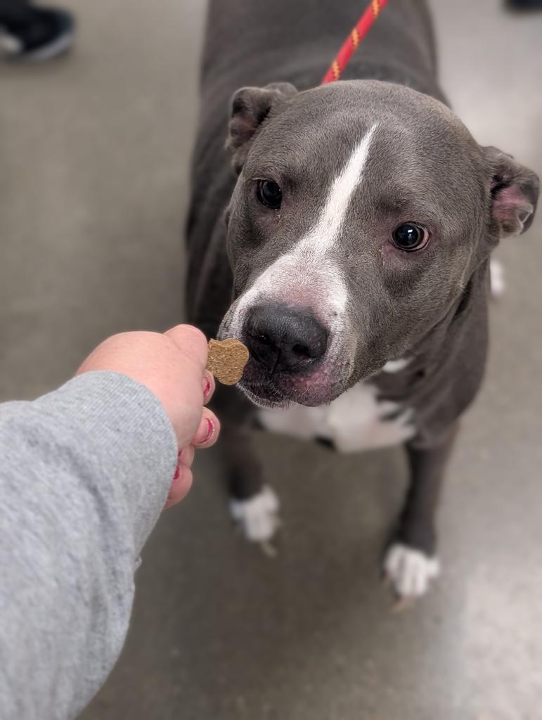 Taelos, Adoptable, Adult Male Pit Bull Terrier & Mixed Breed.