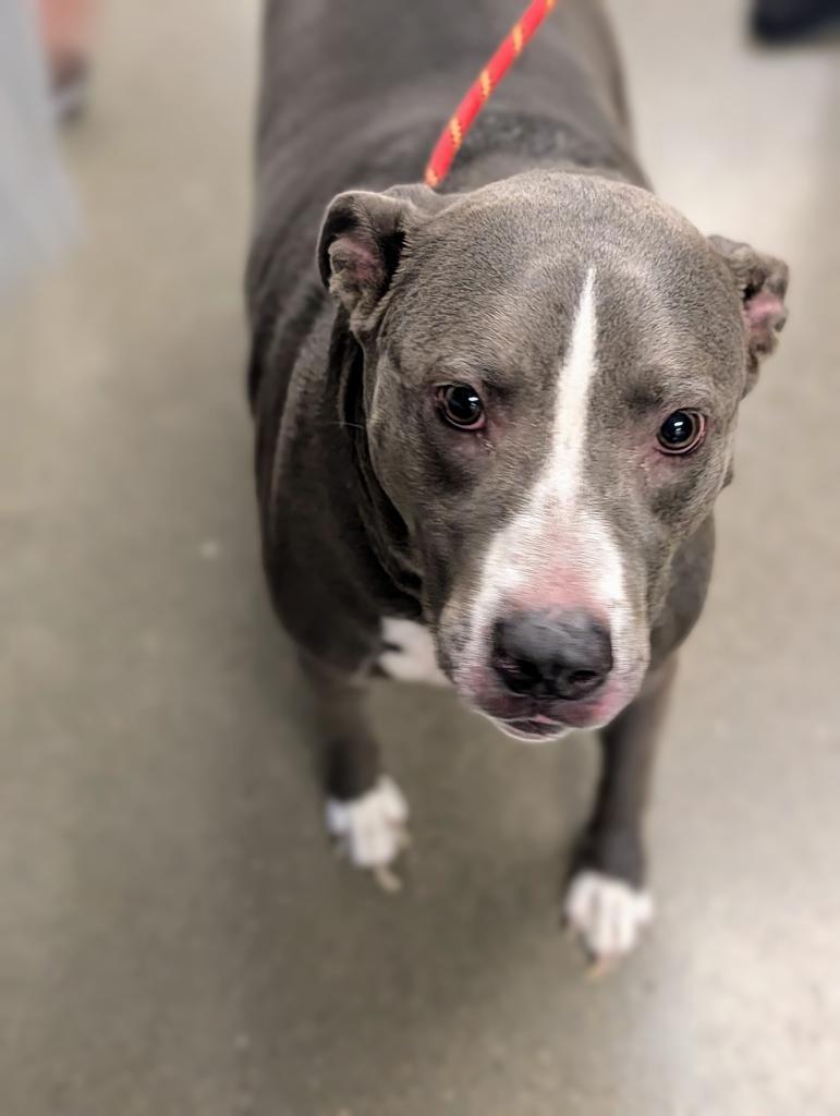 Taelos, a Adoptable mixed breed in Greenfield, IN image 2/4