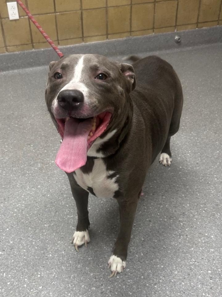 Taelos, a Adoptable mixed breed in Greenfield, IN image 3/4