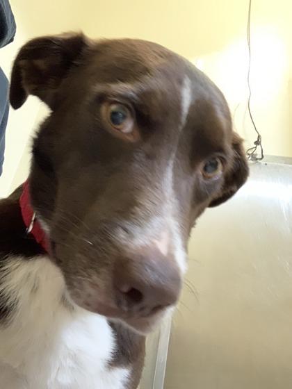 Syrup, Adoptable, Young Male Border Collie & Mixed Breed.