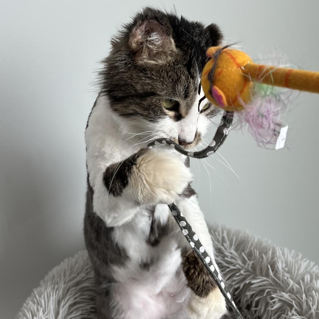 Enlarge Shaggy, a Adoptable Domestic Long Hair in North Battleford, SK image 1/6