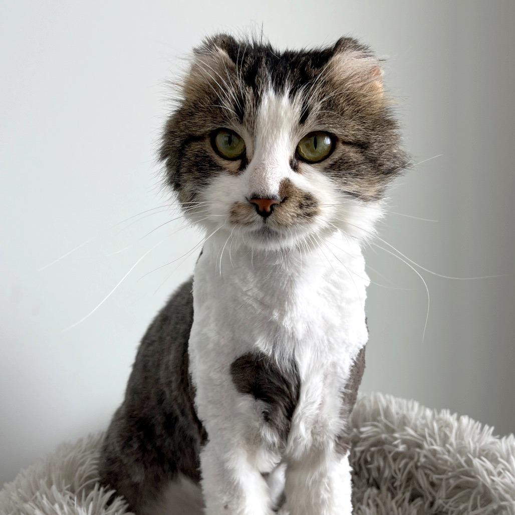 Enlarge Shaggy, a Adoptable Domestic Long Hair in North Battleford, SK image 2/6