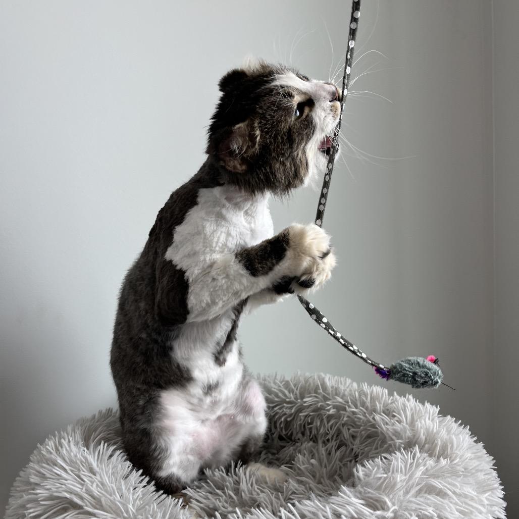 Enlarge Shaggy, a Adoptable Domestic Long Hair in North Battleford, SK image 3/6