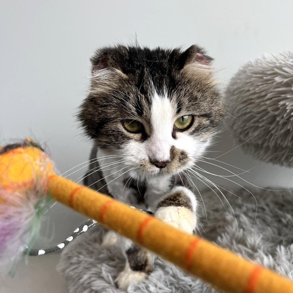 Enlarge Shaggy, a Adoptable Domestic Long Hair in North Battleford, SK image 4/6