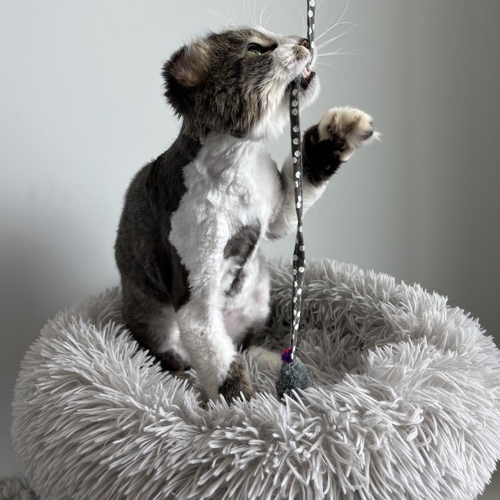 Enlarge Shaggy, a Adoptable Domestic Long Hair in North Battleford, SK image 5/6