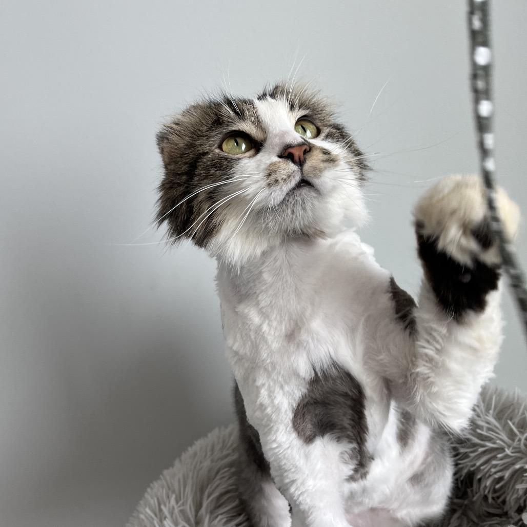 Enlarge Shaggy, a Adoptable Domestic Long Hair in North Battleford, SK image 6/6