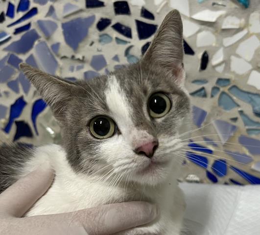 Enlarge GABBY, a Adoptable Domestic Short Hair in Pensacola, FL image 1/1