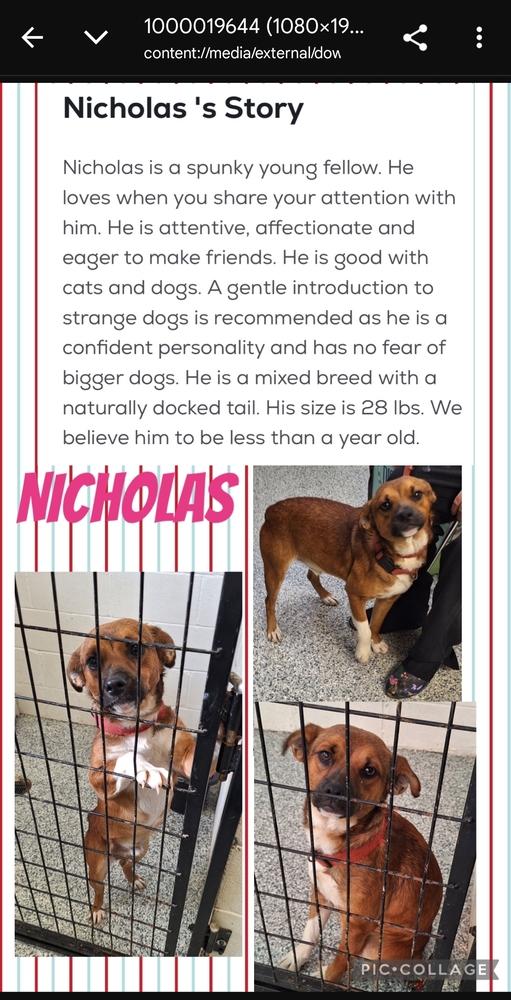 Nicholas thumbnail 2