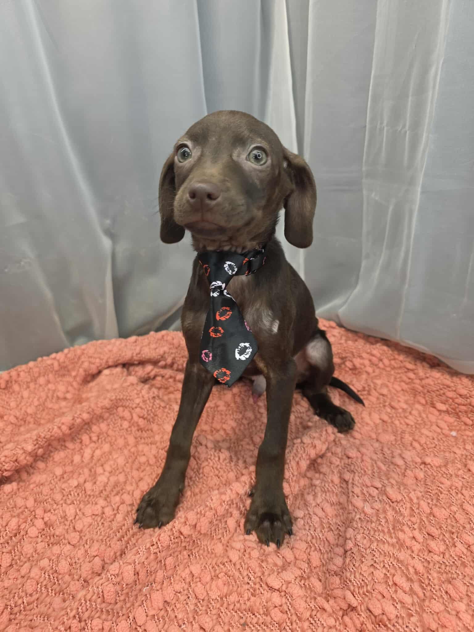 Enlarge Frank, a ADOPTABLE Chiweenie in Wanaque, NJ image 5/5