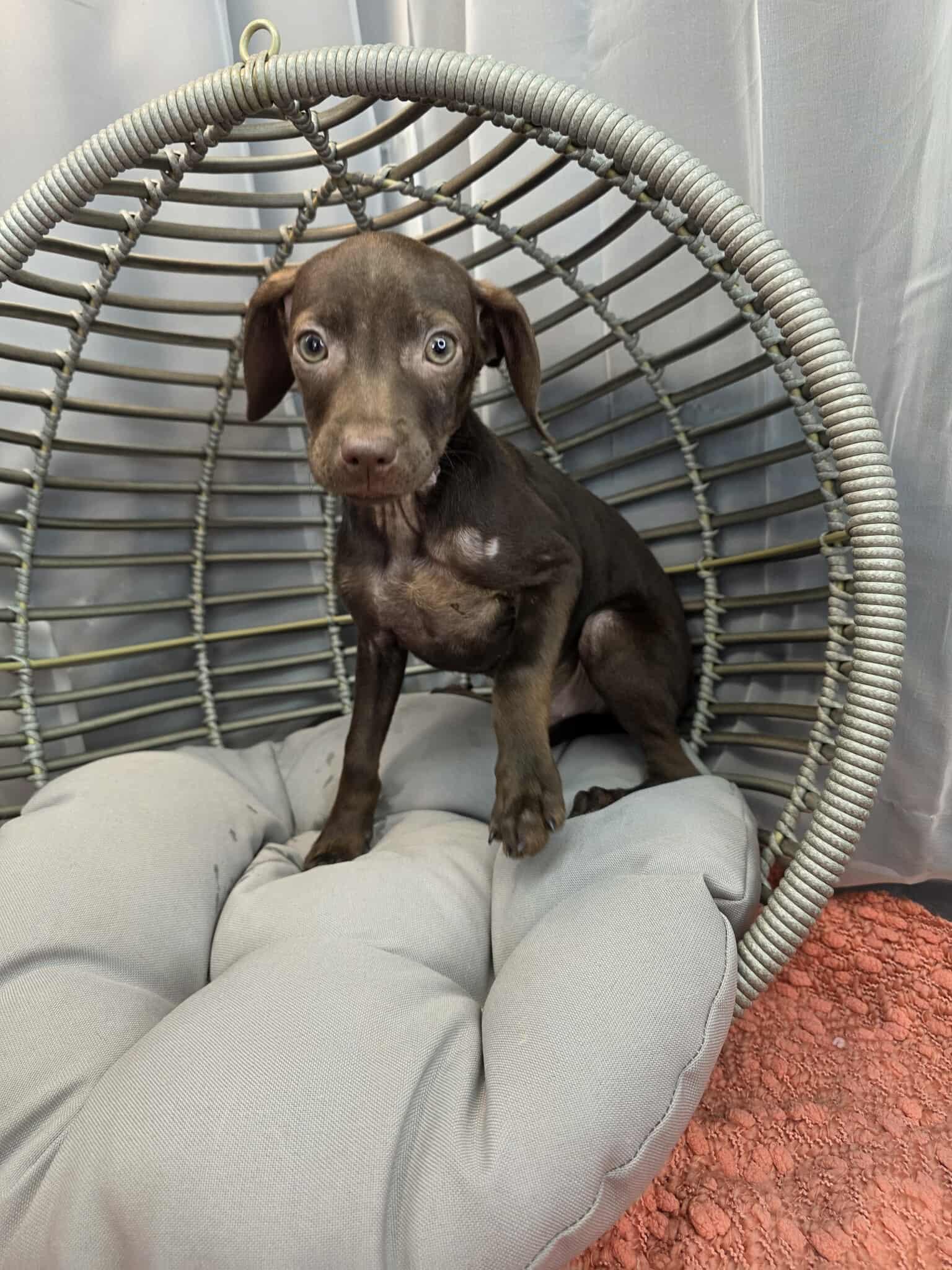 Enlarge Frank, a ADOPTABLE Chiweenie in Wanaque, NJ image 4/5